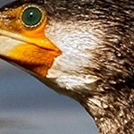 Cormoran  IMG 9718